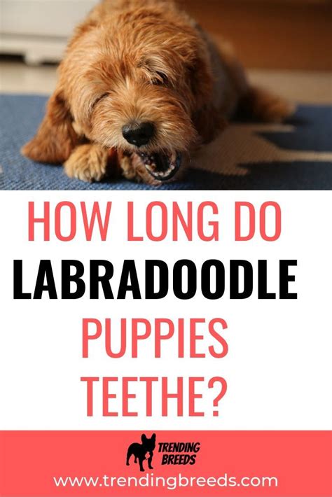 |Try some of these methods with your teething Labradoodle: Use special puppy teething gel Provide durable chewing treats, like Bully Sticks Give them frozen treats to chew on Ensure they have numerous types of toys for chewing Puppy Teething Gel No products found