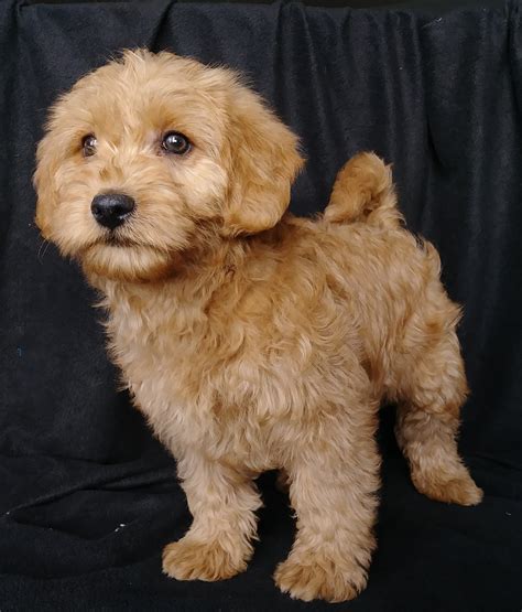 |View Our Available Puppies!|F1B Mini Labradoodle Puppies are a second-generation cross or hybrid