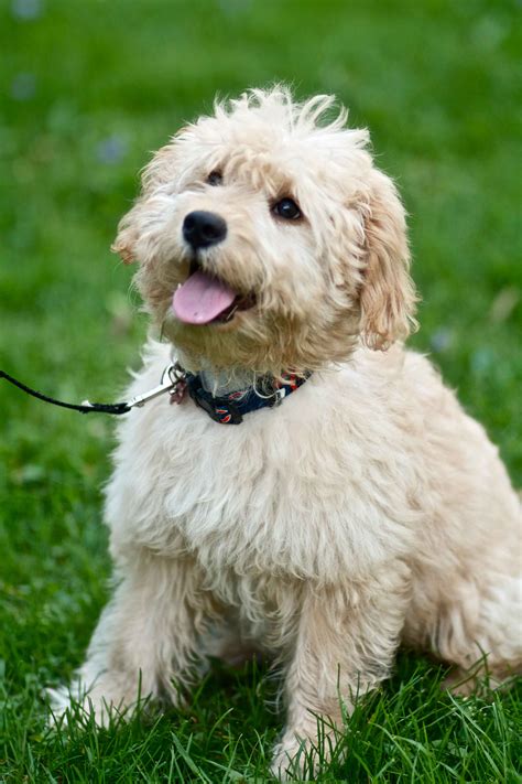 |We are concerned with finding really good homes for our Labradoodle and mini Labradoodle puppies