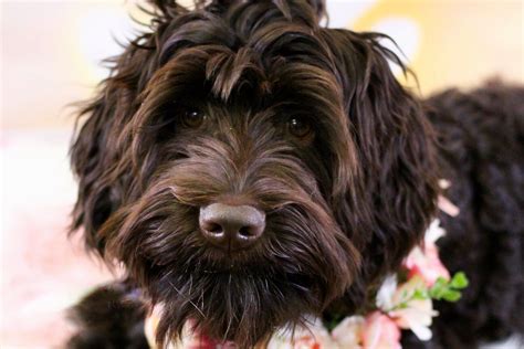 |We are member breeders of the ALAA Australian Labradoodle Association of America , an organization diligent in upholding the integrity of the breed and requires genetic testing of all breeding dogs