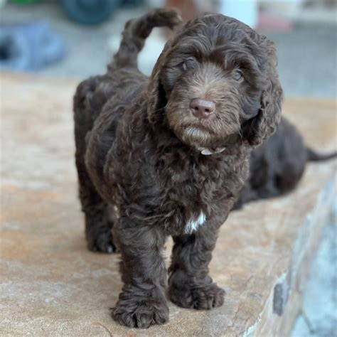|We are the first multigenerational registered Australian Labradoodle in South Florida