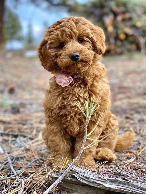 |We give your Labradoodle or mini Labradoodle puppy a quality leash