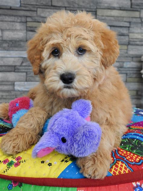 |We love our Australian Labradoodle puppies from start to finish!|We do not breed with anxious, aggressive, nervous dogs, but we select our breeding dogs with good temperaments
