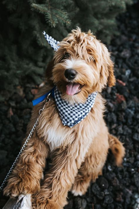 |We raise our sweet Labradoodles right here in our home where they can get the love and socialization that they need