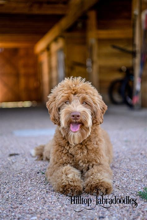 |We strive to advance the breed by health testing all of our parent dogs to allow our Hilltop Labradoodles Families a chance to experience these amazing dogs in their own lives
