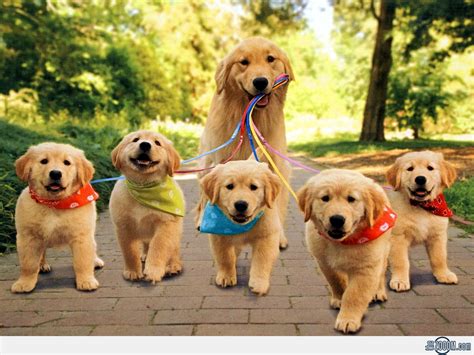 |We want all puppies to be healthy and happy, have lots of fun and be part of the family