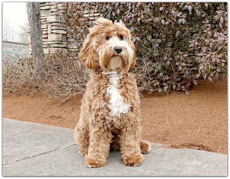 |Well, ask and you shall receive—the Labradoodle puppies for sale in Gadsden, AL has quickly become one of the most popular family dogs in the entire world