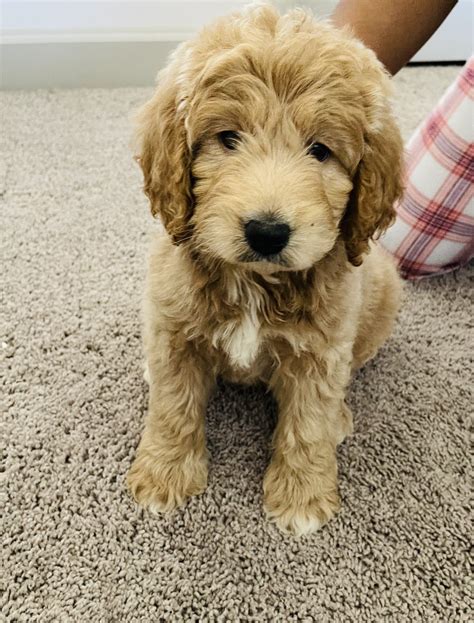 |Well, ask and you shall receive—the Labradoodle puppies for sale in Huntsville, AL has quickly become one of the most popular family dogs in the entire world