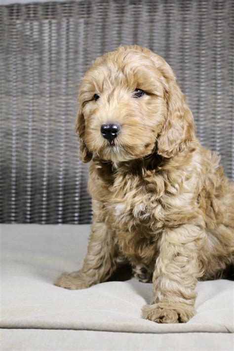 |Well-socialized Mini Labradoodles tend to get along well with children, other dogs, and other pets
