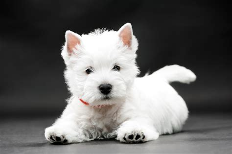 |West Highland White Terrier Puppies