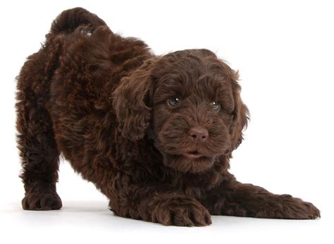 |What Are Labradoodle Puppies?|Not only was this new breed low-shedding and hypoallergenic, but it was also incredibly friendly and intelligent