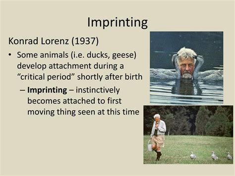 |When Lorenz, first wrote about the importance of the stimulation process, he wrote about imprinting during early life and its influence on the later development of the individual