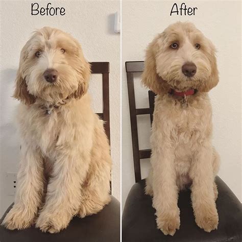 |When your Labradoodle has short hair, an inch or two, regular brushing with a slicker can work just fine
