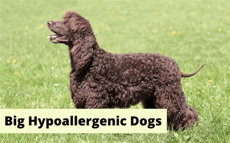 |While these dogs are not truly hypoallergenic, the decreased dander may be less of a trigger for people with dog allergies