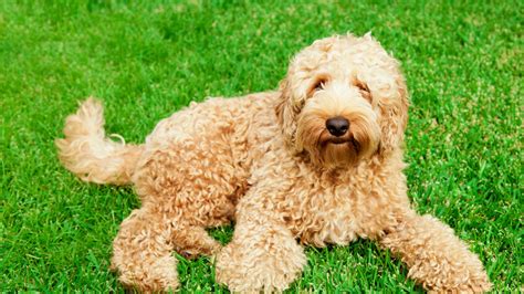 |With that being said, each Labradoodle is different and you may find that you need to bathe your dog more or less often depending on its lifestyle and environment