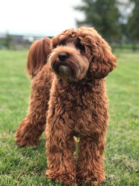 |With this heritage, Labradoodles are likely to pick up new commands quickly and easily, especially if their Labrador parent came from working lines