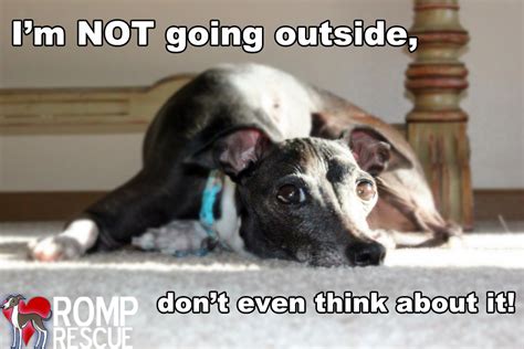 |You may create a dog that does not like using the outside to do his business in foul weather