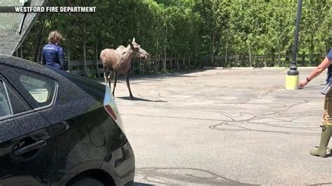  Moose spotted in Westford, relocated to new home