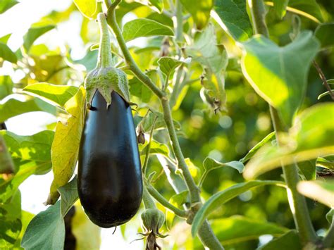 » How Many Eggplants Does One Plant Yield? - Plan Your …