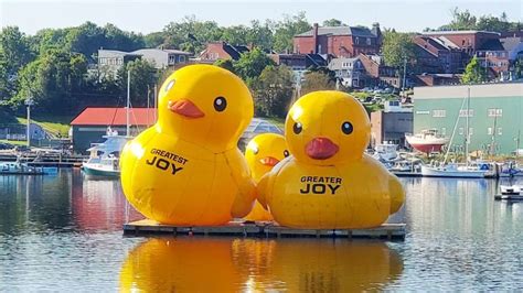 ¿Cómo llegaron ahí? Patos inflables gigantes regresan al puerto de Belfast en Maine por tercer año consecutivo