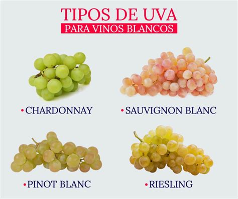 ¿Cuáles son las Principales Uvas para Vinos Blancos?