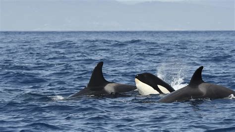 ¿Por qué las orcas no dejan de embestir barcos en España?