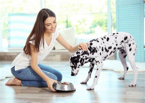 À quelle heure donner à manger à son chien le soir