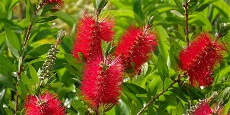 Árbol de Calistemo rojo en Guatemala Aprende …