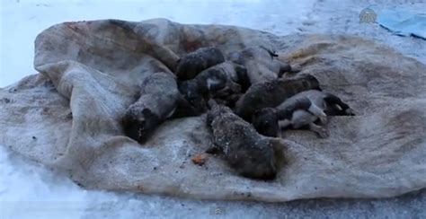 Çöpe atılan yavru köpek "anne" diyor Yaşam Haberleri. 