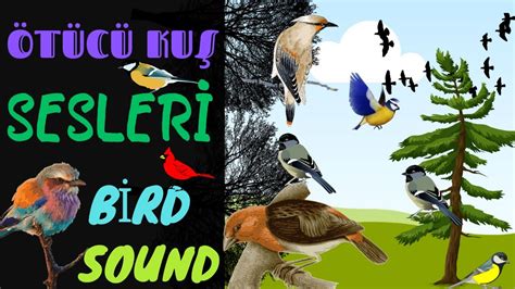 Çan Kuşu Sesleri Çan Kuşu Nasıl Öter / Bellbird Sound #effects # . 
