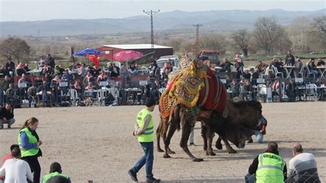 Çanakkale'de geleneksel deve güreşi yapıldıs
