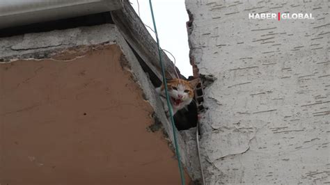 Çatıda mahsur kalan kedi kurtarıldı