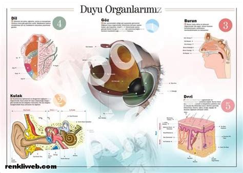 Çevremizdeki oluşumları, değişimleri, gelişimleri algılamamızı ve tanımamızı sağlayan organlara duyu organları denir.