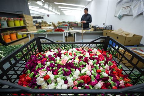 Çiçek üreticileri Hatay'a ücretsiz 100 bin karanfil gönderdi - Son Dakika Haberleri