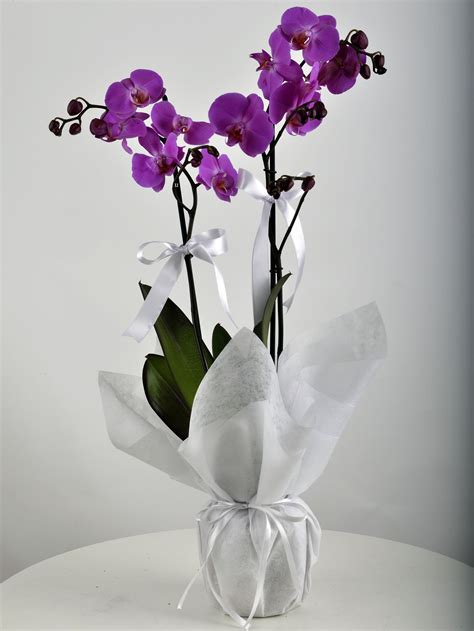 Çiçek sepeti ikili orkide