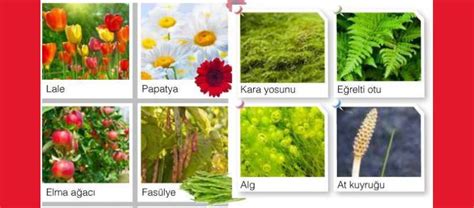 Çiçekli bitkilerin genel özellikleri