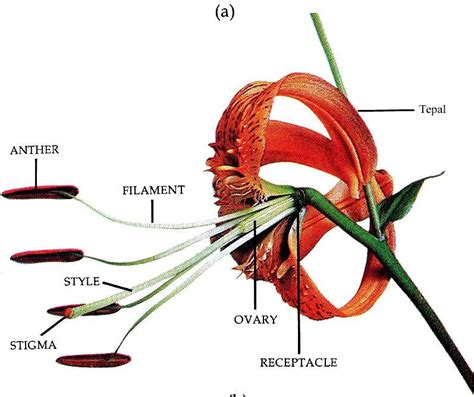 Çiçekte erkek organın diğer adı