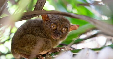 veodersti.rgarabwor.edu.pl. 