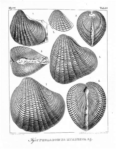 Études critiques sur les mollusques fossiles. - Finding your leadership style a guide for ministers.