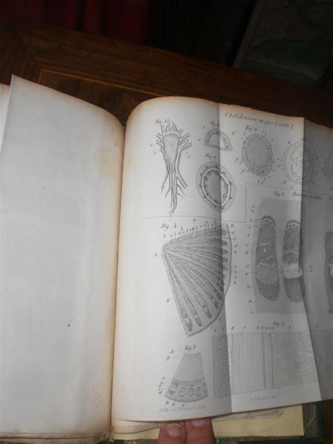 Études sur l'anatomie et la physiologie des végétaux. - Die zeichnungen des berliner architekten bernhard kolscher (1834-1868)..