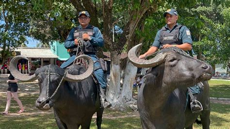 Único en el mundo: el escuadrón policial que enfrenta el crimen montado en búfalos