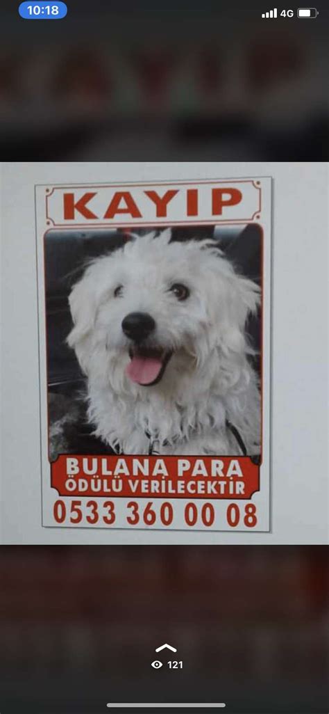 Ücretsiz köpek ilanları bursa