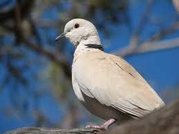 Üveyik » Bilgiustam.