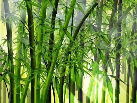 är bambuväxter bra för privatlivet