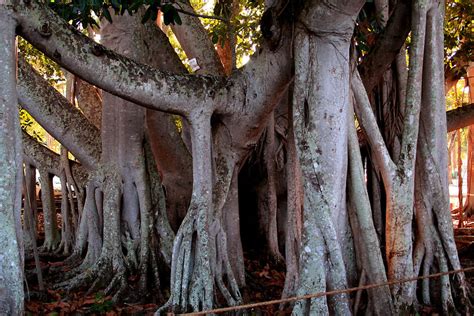 är banyan tree ett tropiskt träd