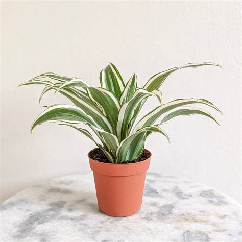 är dracaena warneckii giftigt för hundar