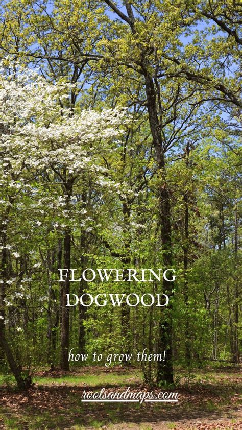 är en dogwood ett understory träd