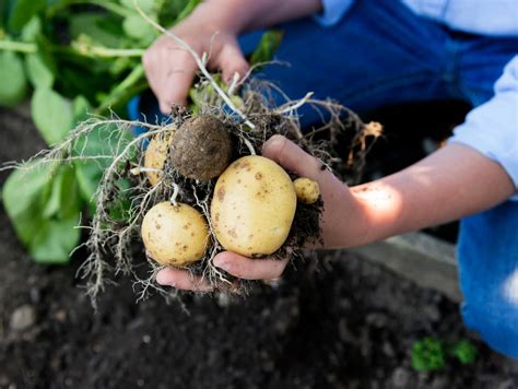 är potatis bra för jord