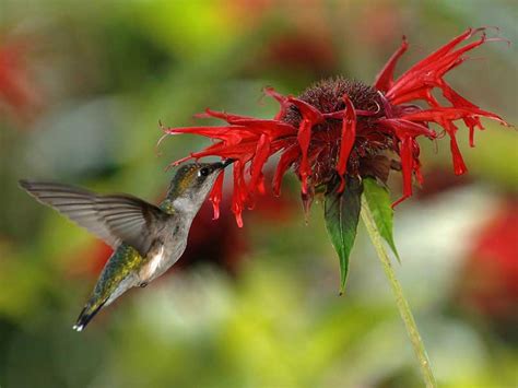 är senapsvind pollinerad