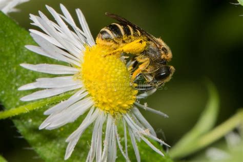 äter bin pollen